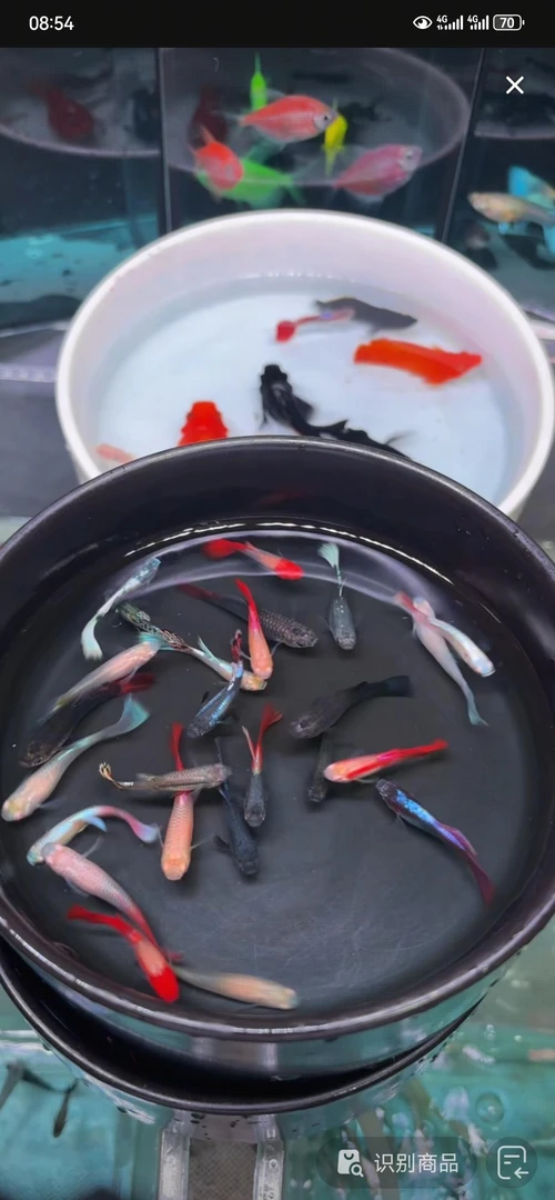 精品大全家福孔雀鱼大集合公母搭对热带淡水胎生易繁殖适合新手