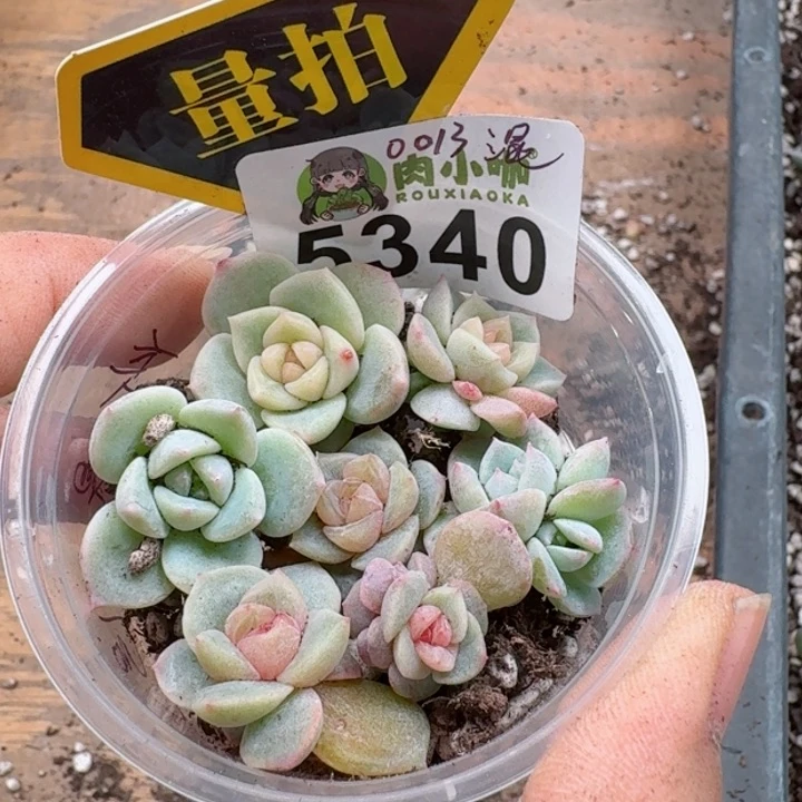 多肉植物多肉植物