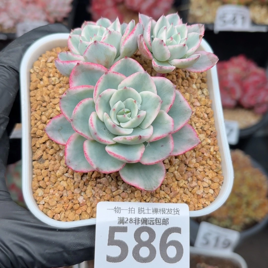 黄桃锦无盆土发货