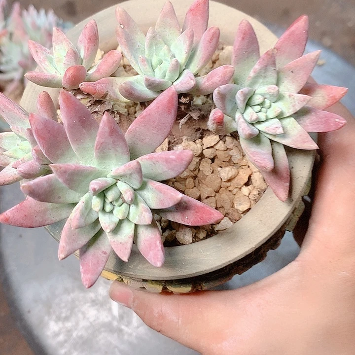 5049海瑟白菊仙女杯