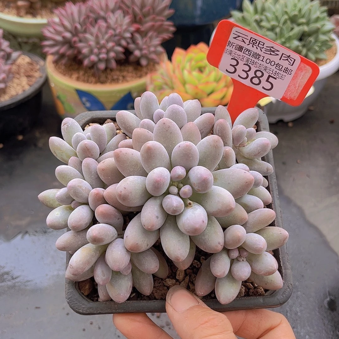 3385汤圆 多肉植物