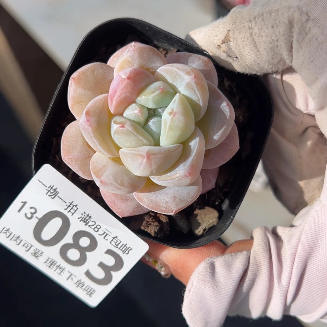 霜花多肉多肉多肉多