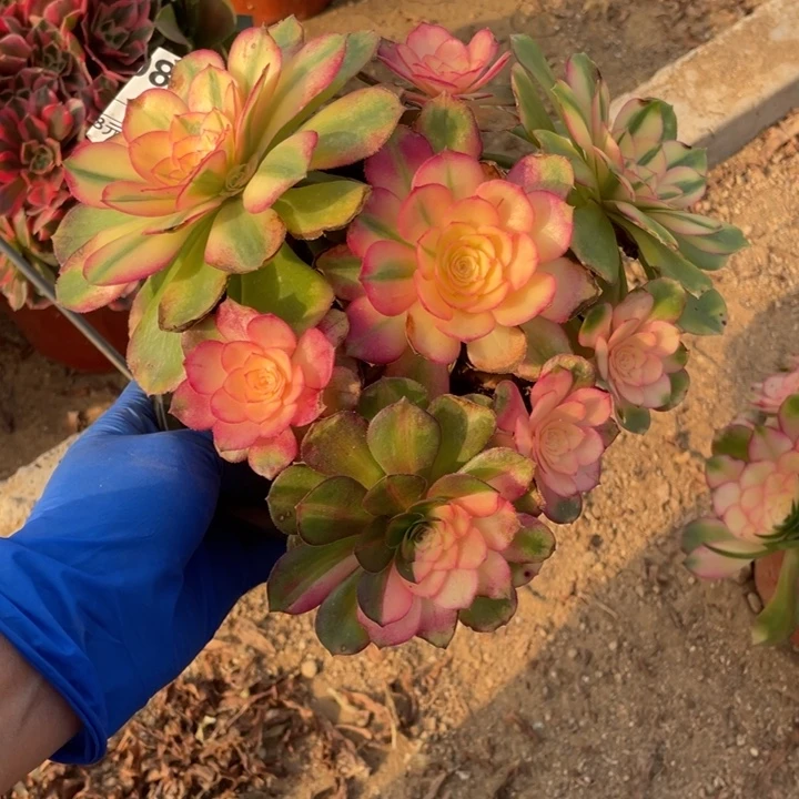 小***师多肉植物荔枝朵朵088