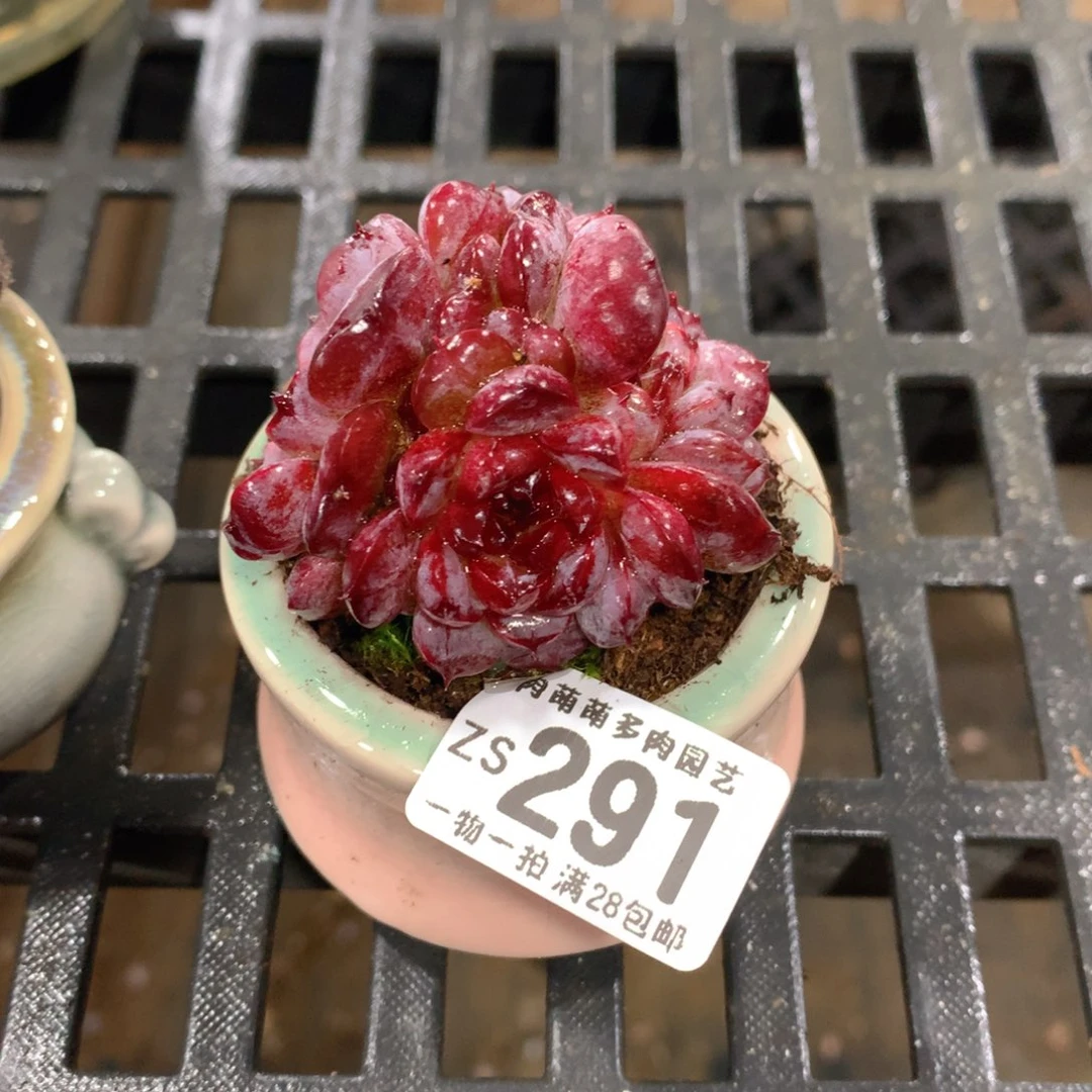 肉萌萌拇指盆精控多肉ZS291