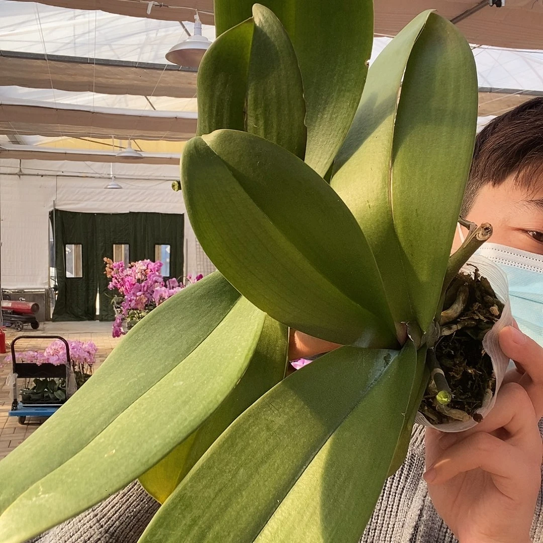 完全开放花后苗随机两颗3.5