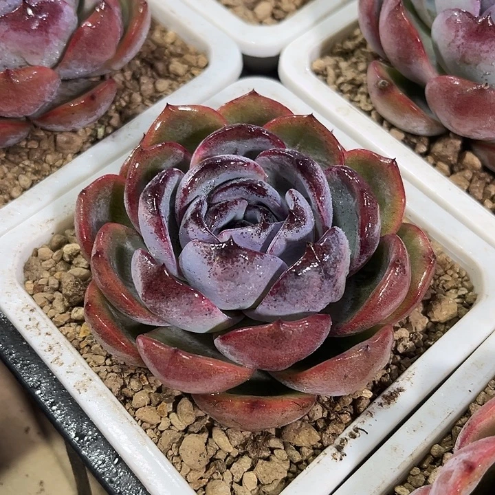 精品正版大黑橙子多肉植物