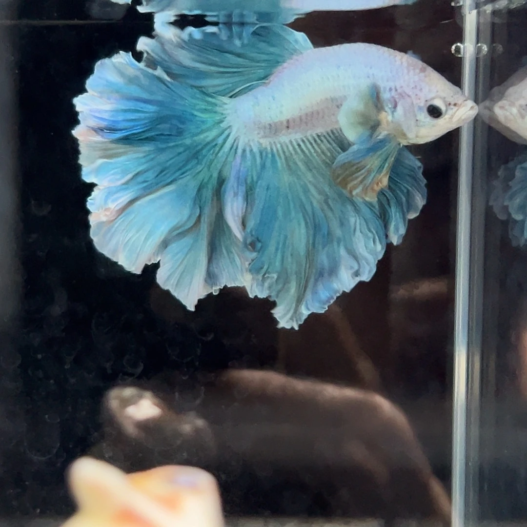 斗鱼1号Tiffany绿色卷发