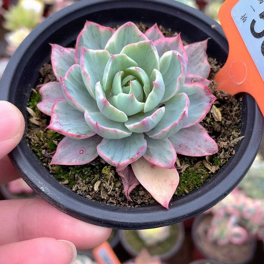 赫拉拉丝锦559号多肉