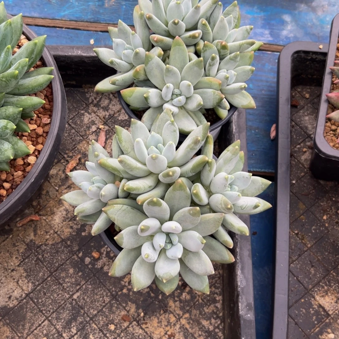 龙***五两颗美人多肉植物