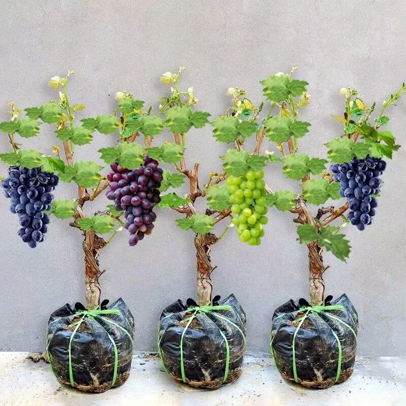 葡萄树苗特大巨峰葡萄爬藤阳光玫瑰葡萄树苗南北方种植盆栽地栽苗