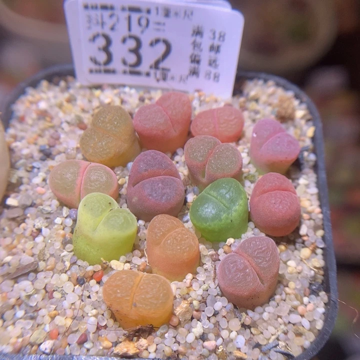 ?**单 精品生石花219.332