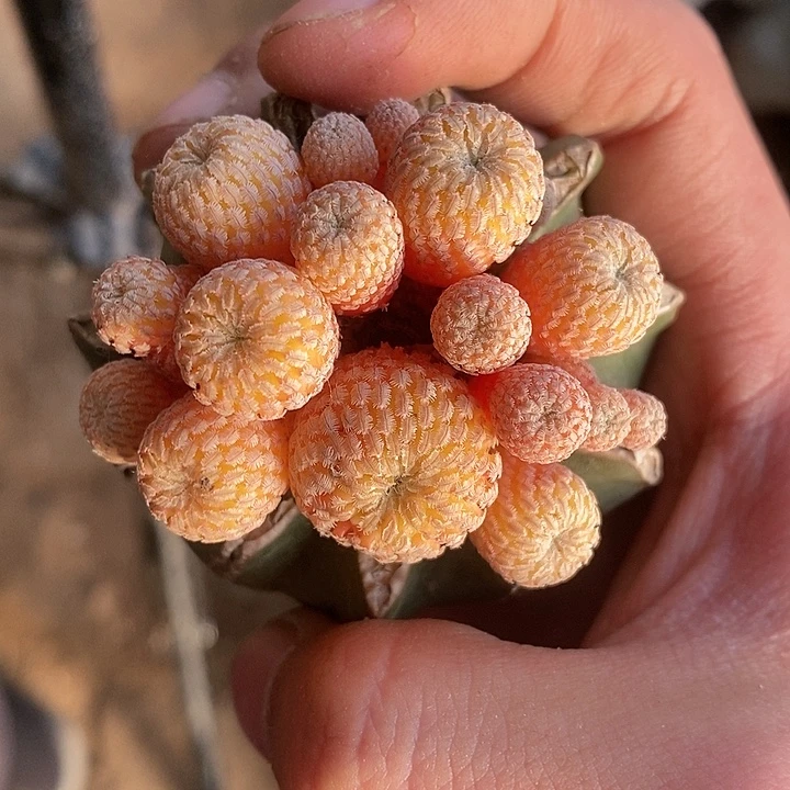 草球苗接精巧殿锦群