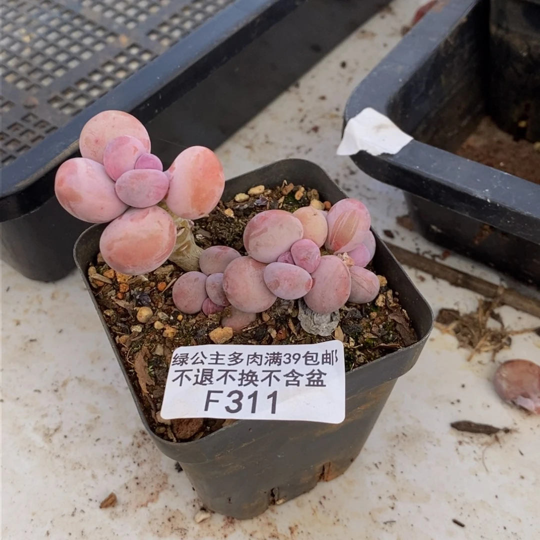 文*文311蛋黄奶多肉4cm