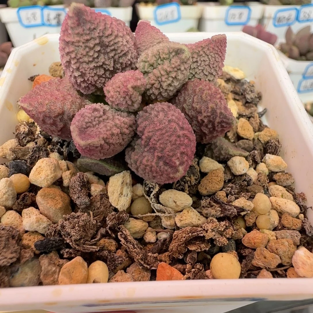 新品水泡一物一拍