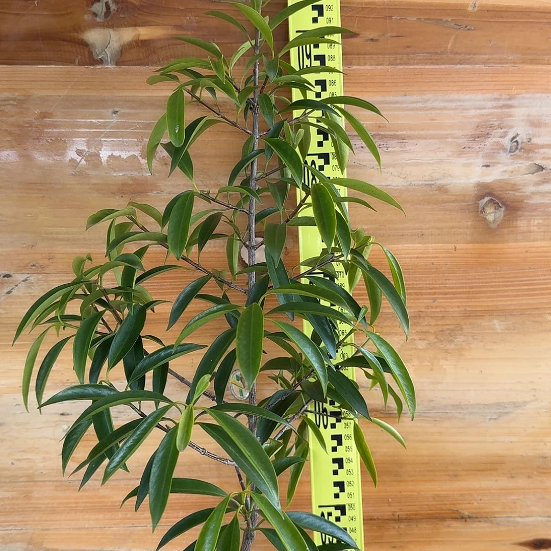 R***：当前无花栽培后可以开花山竹