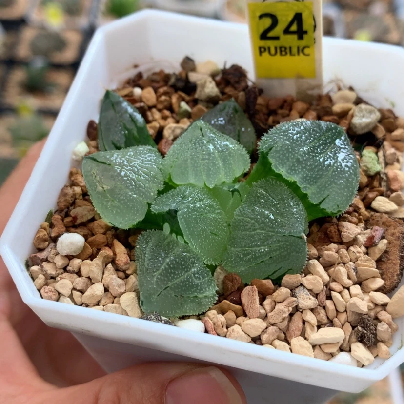 【闪购商品】24冰鸾玉