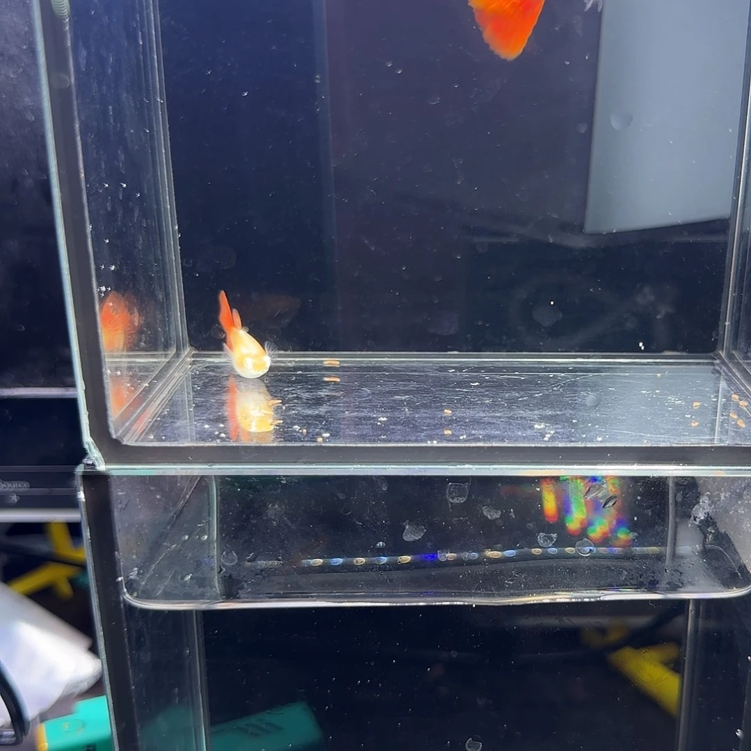 孔雀鱼蛇纹红尾一对