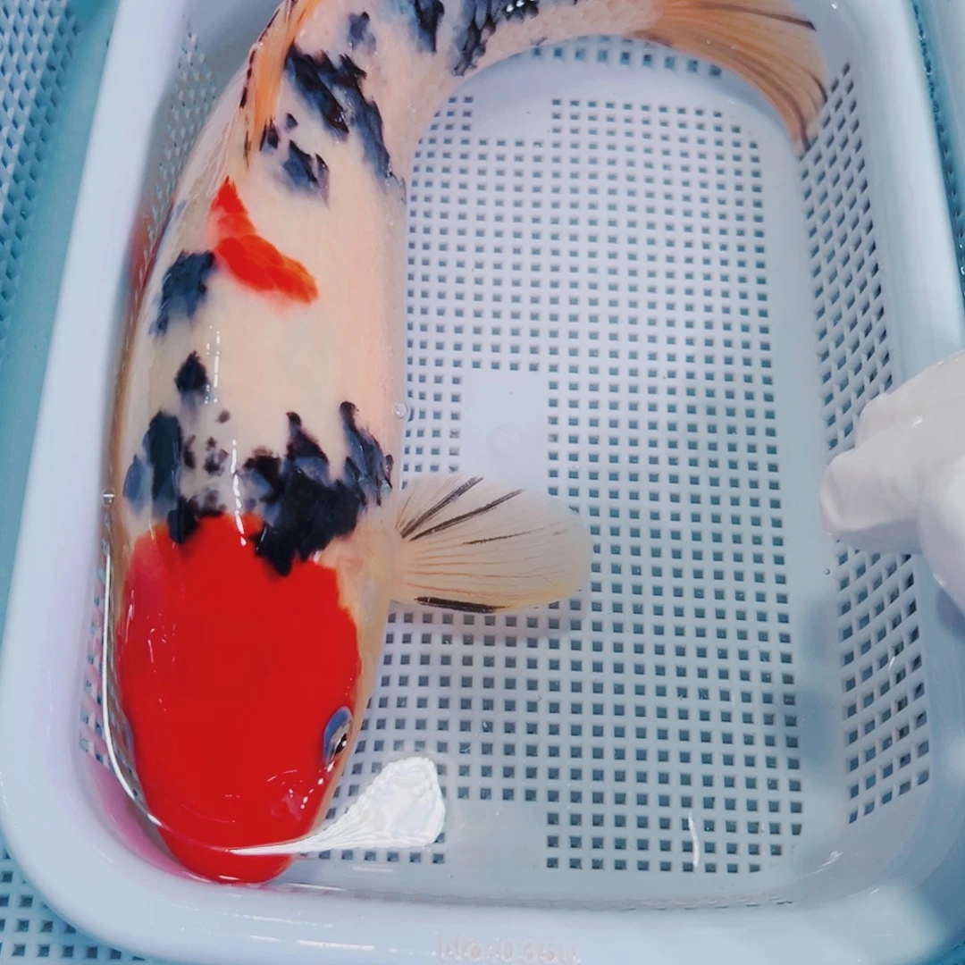 锦鲤锦鲤冷水鱼观赏103