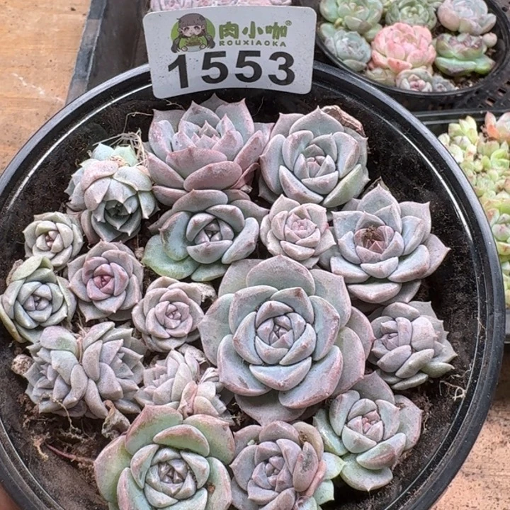 无花朵多肉植物多肉植物