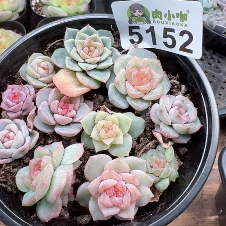 多肉植物多肉植物