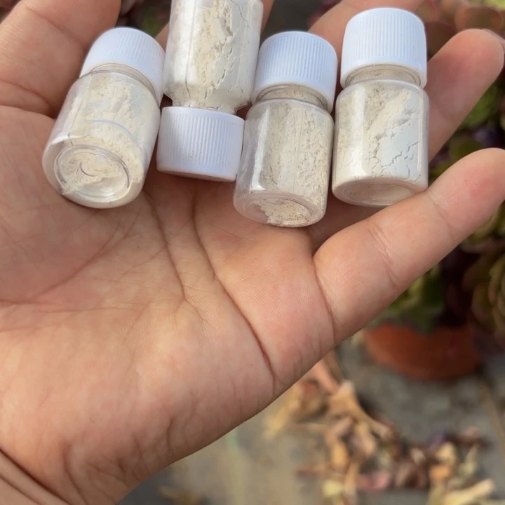 瑞妈多肉植物 4 瓶包邮