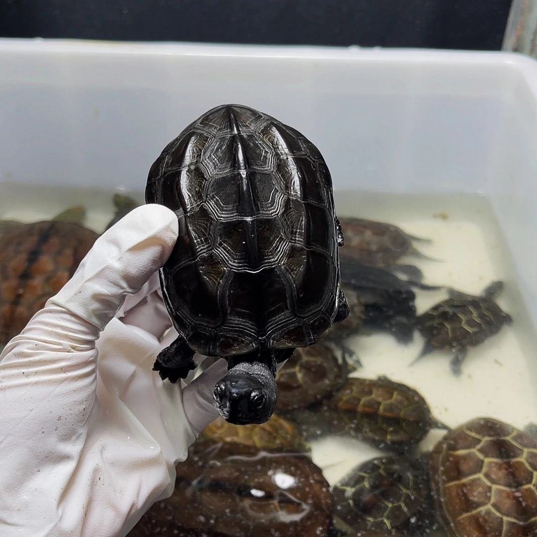 兵***下中华草龟公母搭配123466