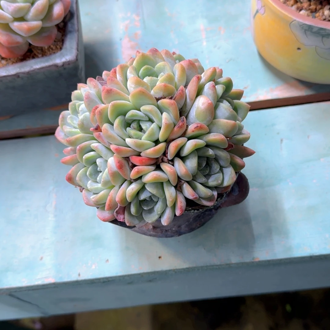 砍头冰玉群多肉植物