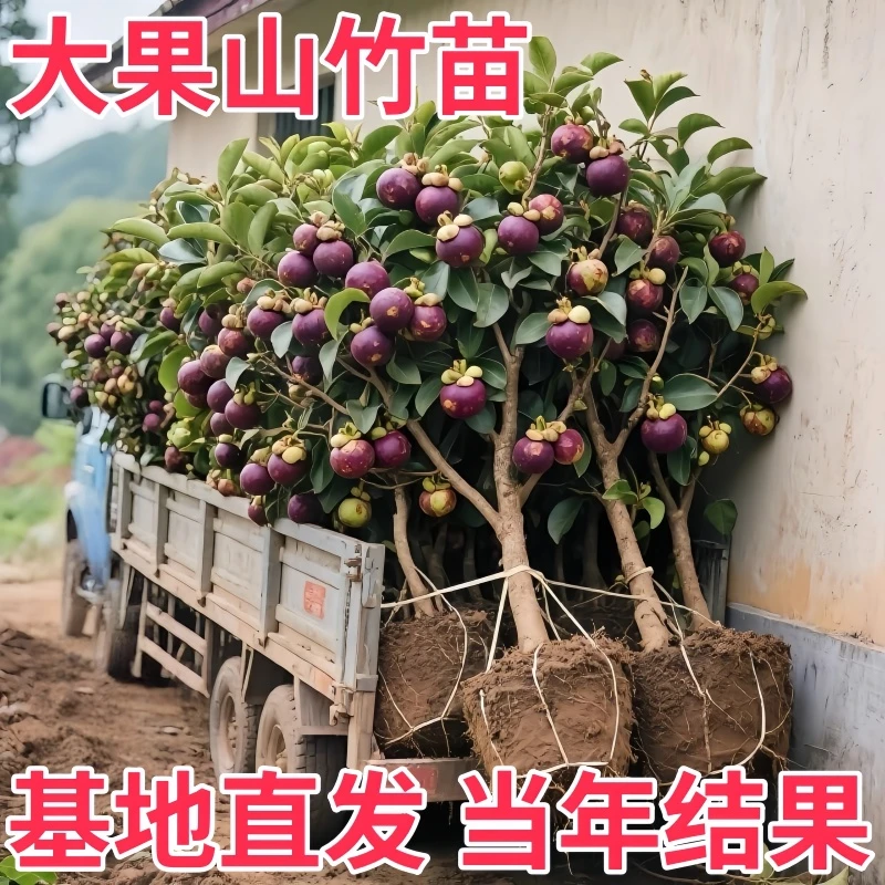 正宗泰国山竹树苗超甜大果无籽盘南北方种植四季栽地栽网红植物