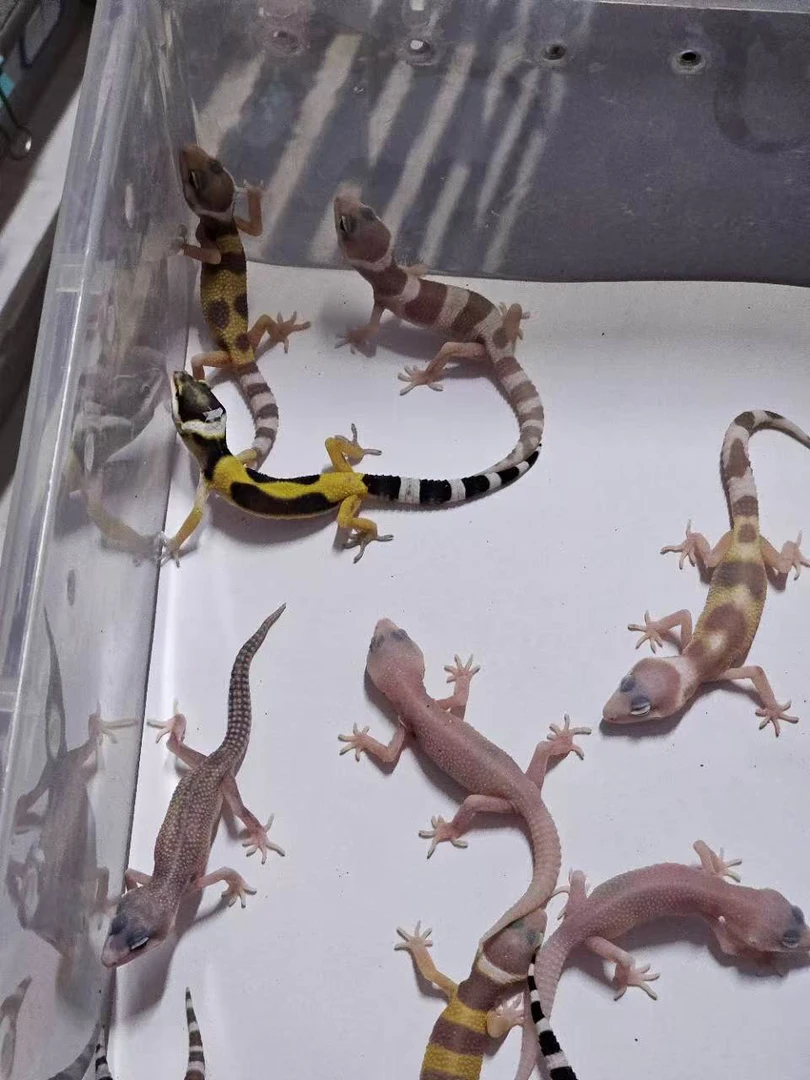 豹纹守宫苗子压成