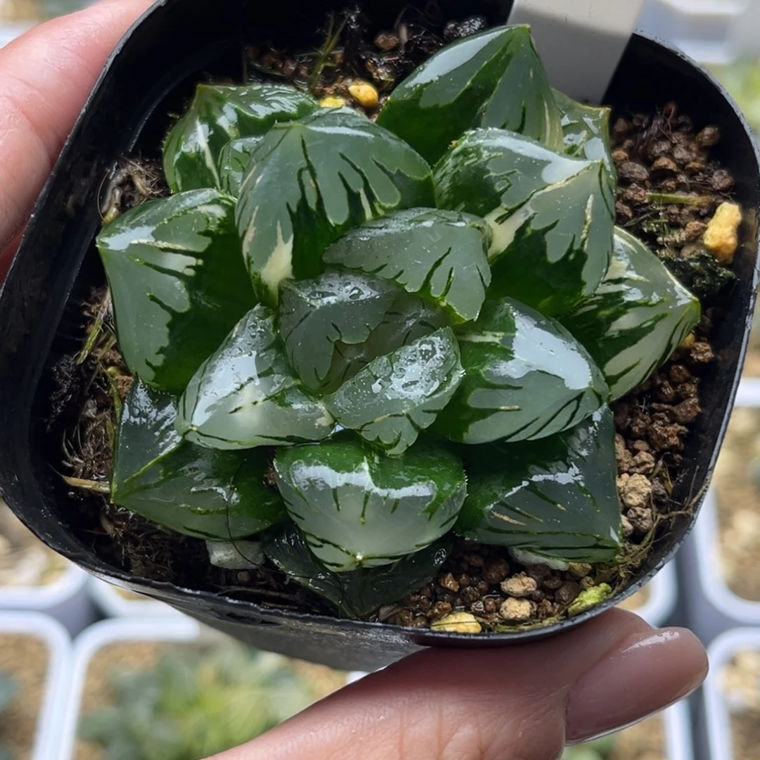 99非组大窗花水晶玉露锦十二卷多肉