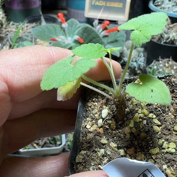 766昆克洋葵带盆发