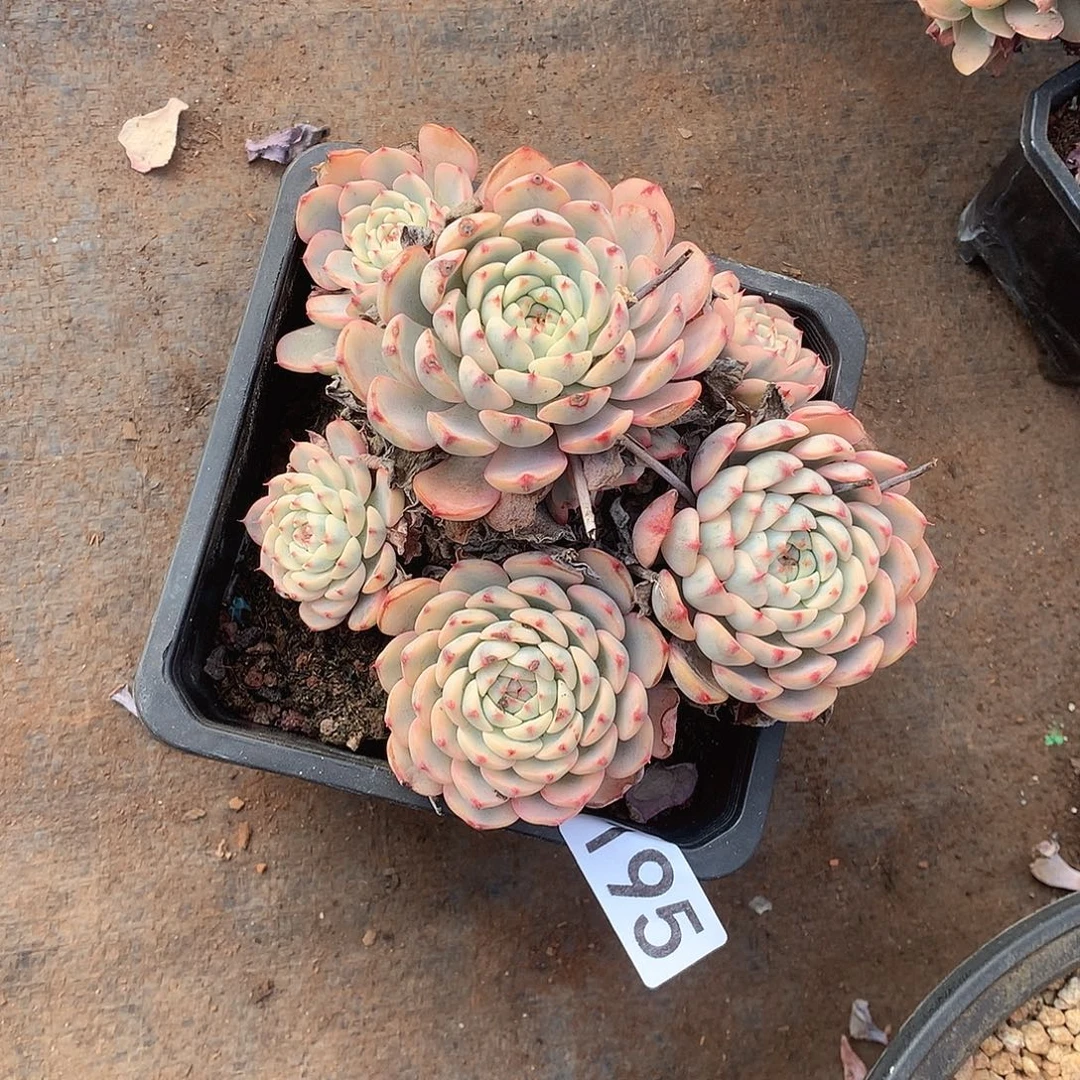 195 一物一拍多肉！