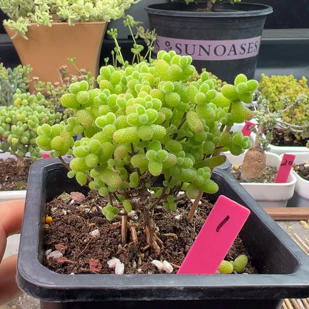 金桔糖球1号10cm盆