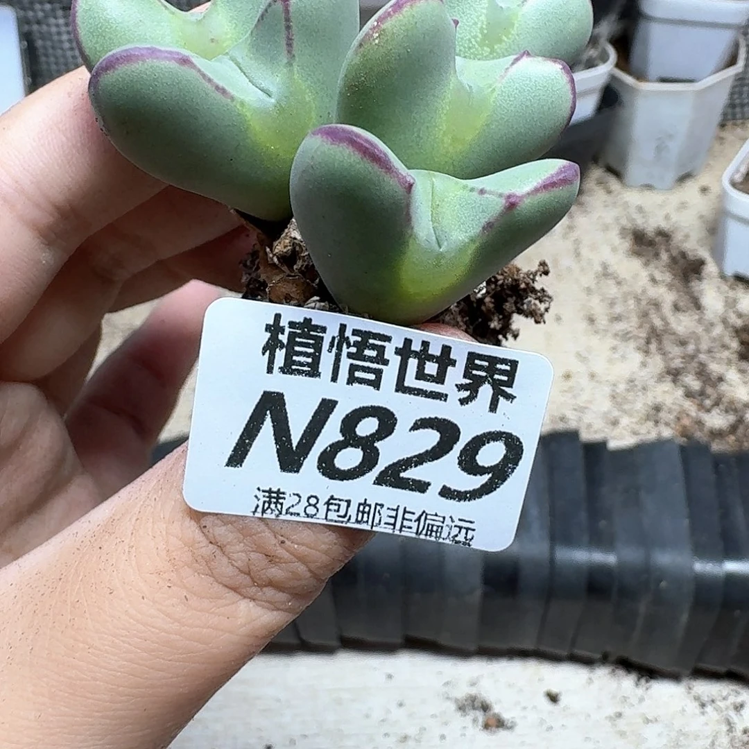 多肉植物的润泽法v