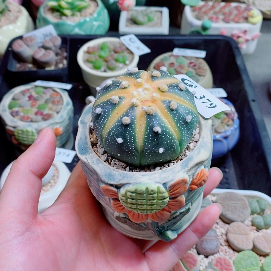 生石花花花花花花379