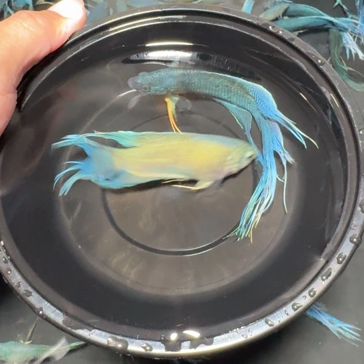 斗鱼直播间对图无纹蓝5