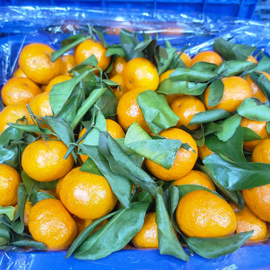W砂糖橘约10斤