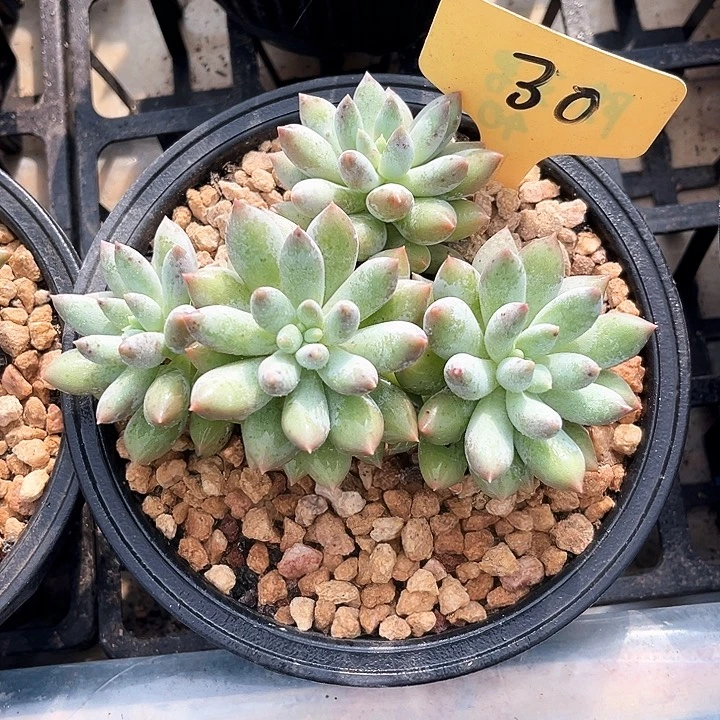 所罗门30号码牌子的