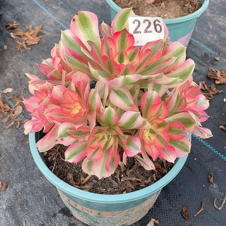 粉女巫226  冠幅20