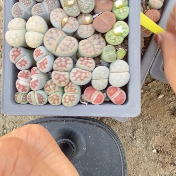 v***c生石花等植物的生长468