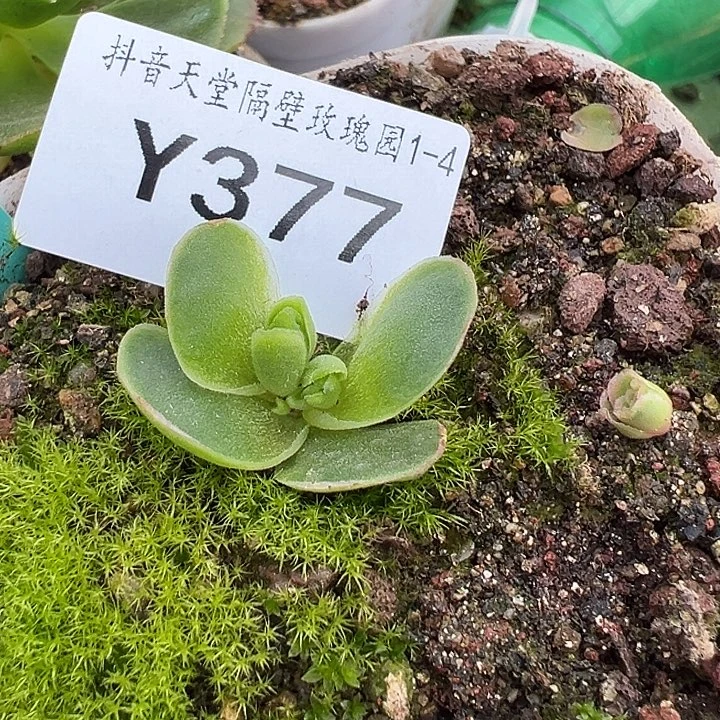 娜***子杨377 清欢 咪咪小 福利