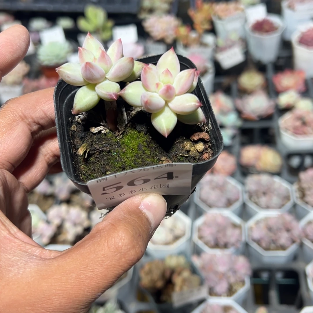 王***瑜564号二代虞美人一物一拍满18包邮