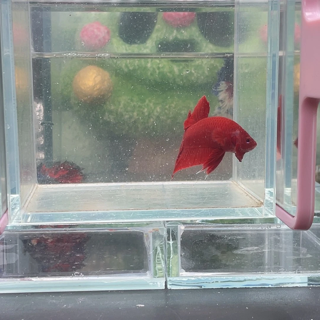 斗鱼5号1230早超红