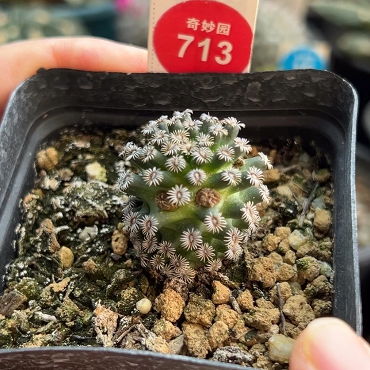 实生红花克氏丸2.7cm