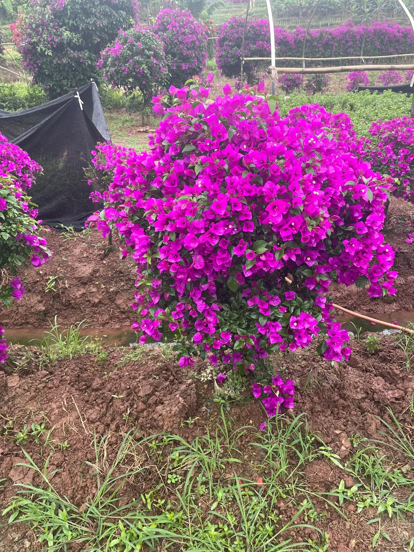 精品云南紫三角梅可盆栽可地栽阳台庭院种植首选