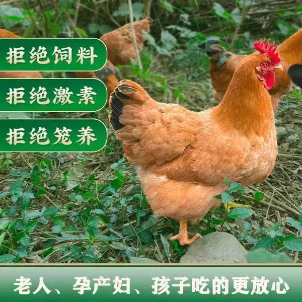 【农家土鸡】老母鸡纯种鸡生蛋蛋生鸡