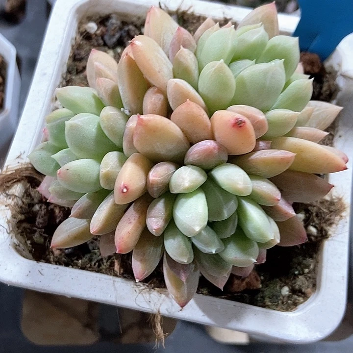 多肉植物百搭翡翠a 034