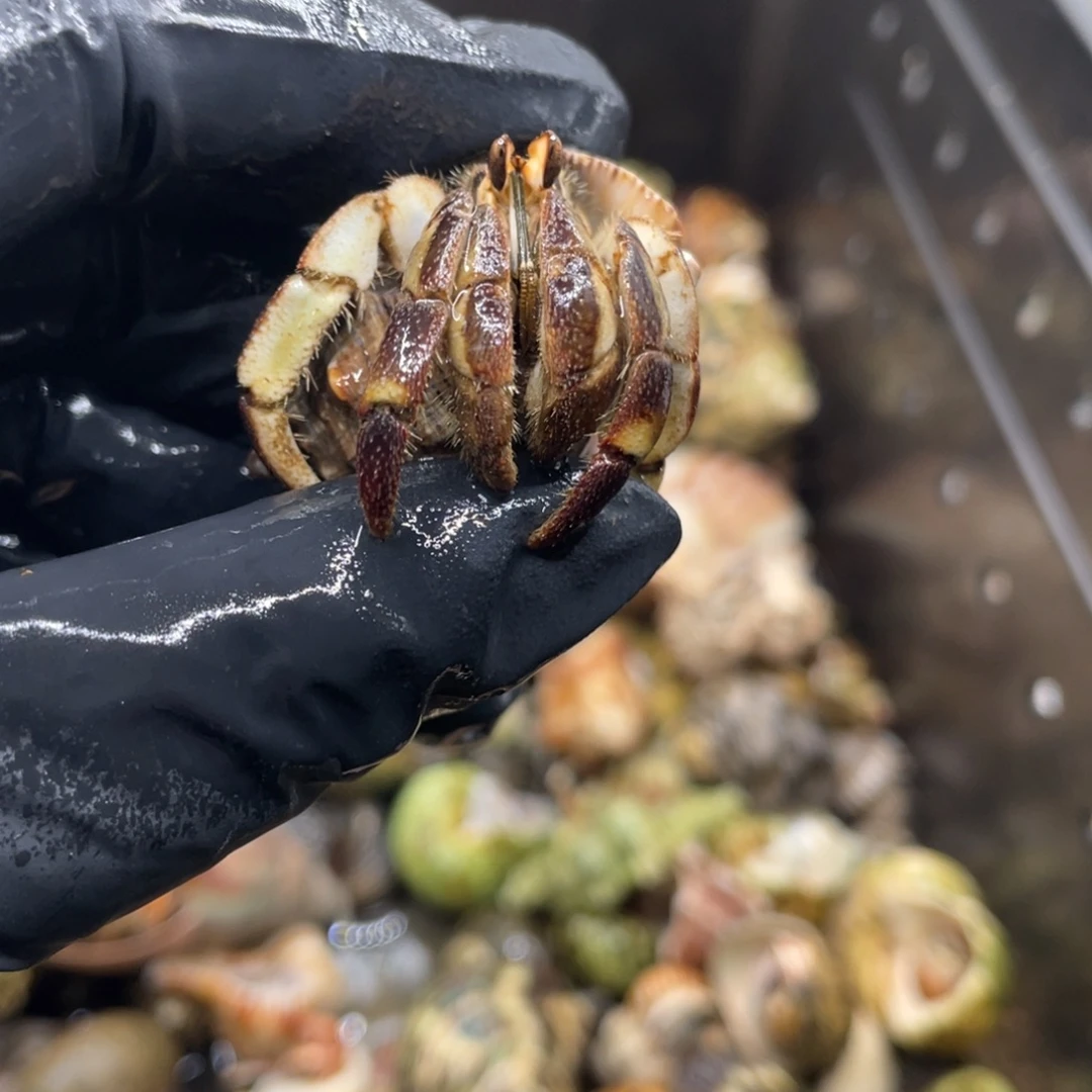 不退不换活体宠物141