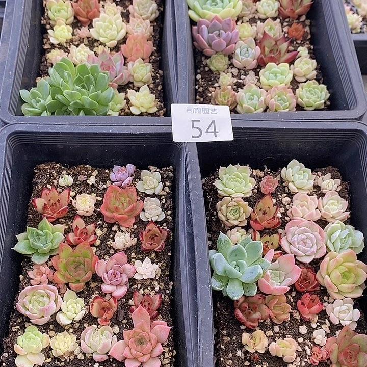 54多肉植物盆栽花卉