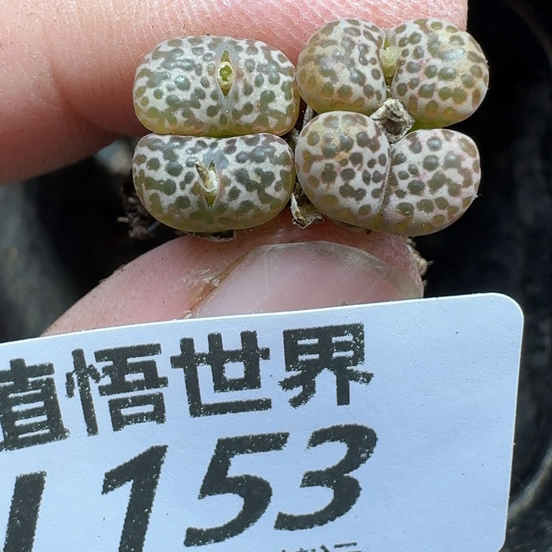 多肉植物的人生ghb